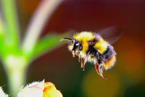 Slovene Scientists Apply Machine Learning to Study Bumblebees