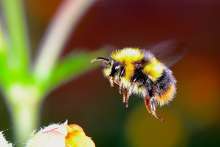Slovene Scientists Apply Machine Learning to Study Bumblebees