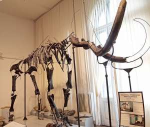 Mammoths and Mastodons of Slovenia