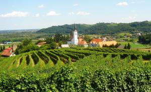 Zavrč, Haloze