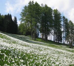 Narcissi on Golica in Full Bloom