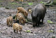 Wild boar