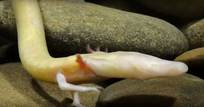 Rare Baby Human Fish Go on Display at Postojna Cave