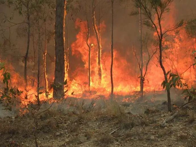 Call for Slovenia, EU to Help Fight Australian Fires