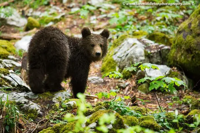 Hunter Attacked by Mother Bear in Ajdovščina