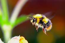 Machine learning is being used to better understand the bumblebee