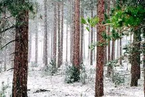 First Snow in the Forest