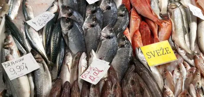 Slovenia Has Already Consumed Own Fish Supplies for 2019, Will Now Rely on Imports