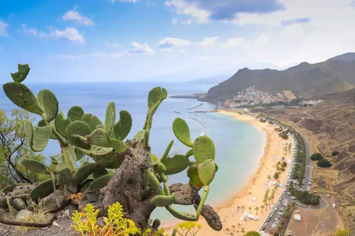 Cactus leaves and Playa de las Teresitas beach on Tenerife, Spain