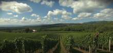 Zidanice Wine Tourism in Dolenjska Benefitting from Vouchers as Foreigners Cancel Bookings