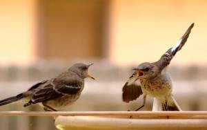 Northern Mockingbird juveniles at a bird bath in Austin, Texas