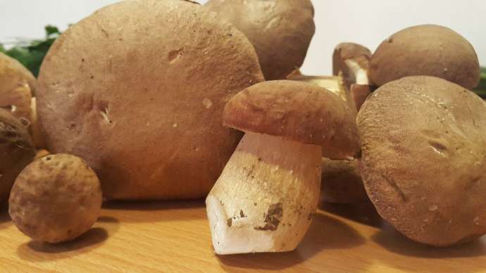 Huge Porcini Yields Point to Great Mushroom Year
