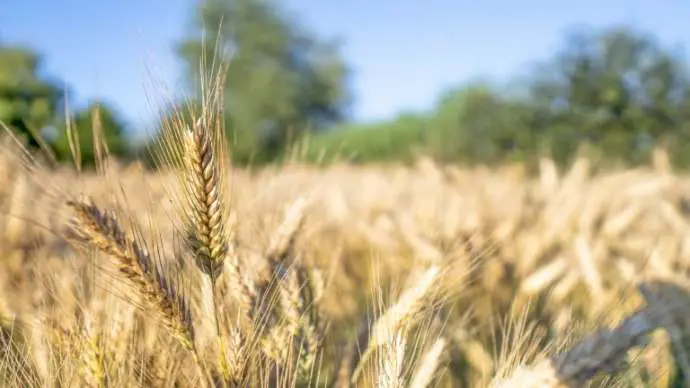 Farmers Suggest Govt Buy All Slovenian Wheat