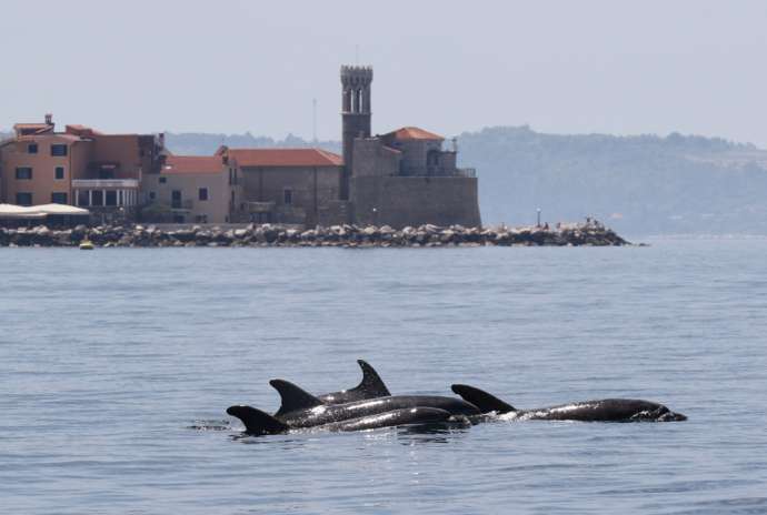 Slovenian Team Finds Dolphins Sharing Bay Based on Time, Not Space