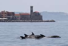 Slovenian Team Finds Dolphins Sharing Bay Based on Time, Not Space