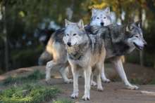 Emergency Culling of Wolves Agreed After Increase in Farm Attacks