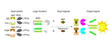 Schematic presentation of building blocks for inducible SPOC logic functions