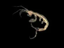 Pariambus typicus (Caprellidea: Caprellidae), one of the many amphipod that you are distantly related to