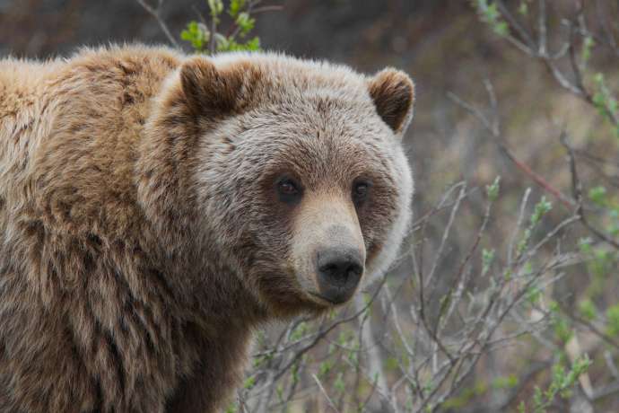 Man Attacked by Bear Near Škofljica