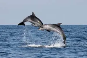 Dolphins in Piran