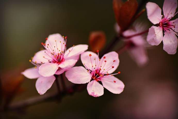 68 Japanese Cherry Trees Planted in Lendava as Symbol of Friendship