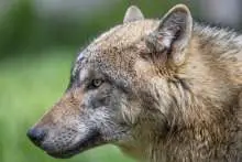 Slovenian Farmers, Scientists & Hunters Demand Bear, Wolf Cull as Tensions Rise Over Large Carnivores