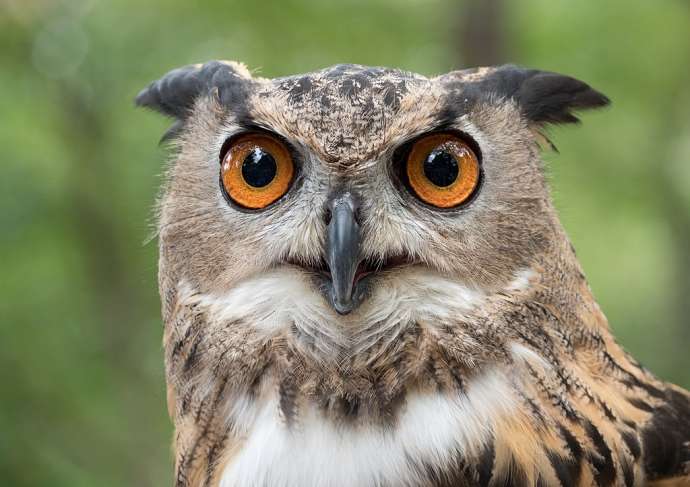 &quot;Sova&quot; means &quot;owl&quot; in Slovene