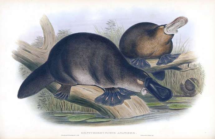 John Gould print image of Ornithorhynchus anatinus (platypus)