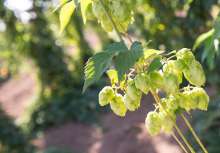 Slovenian Hop Industry Brings in Romanian Workers to Ensure Crop