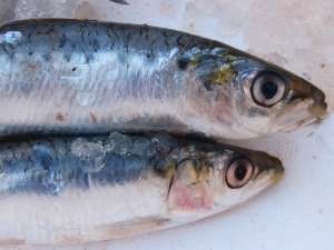 Fishpacking Companies Accused of “Modern Slavery” Banned from Hiring Foreign Workers