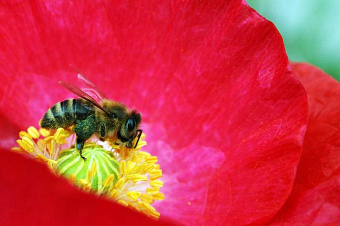 Without bees and other pollinators there&#039;d be no tomatoes, and thus less interesting pizzas