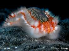 Hermodice carunculata - Bearded fireworm / Gusano de fuego / Ver de feu, Tenerife.