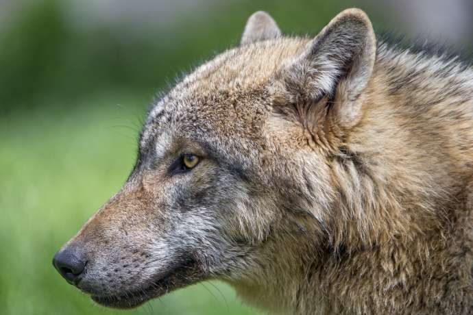 Farmers Demand Fenced Reserve for Wolves