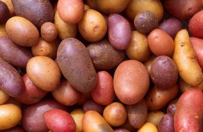 Slovenian Researchers Develop App to Help Breed Potatoes Resilient to Climate Change