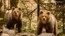 The Best Way to Photograph Bears in Slovenia