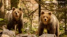 The Best Way to Photograph Bears in Slovenia