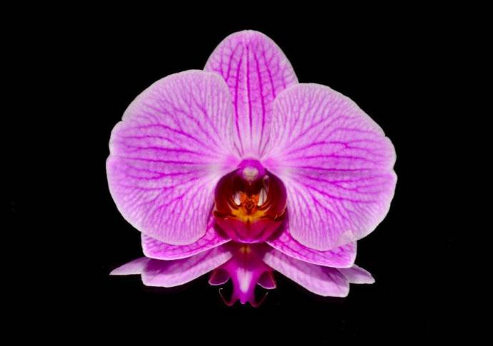 One of the firms grows orchids