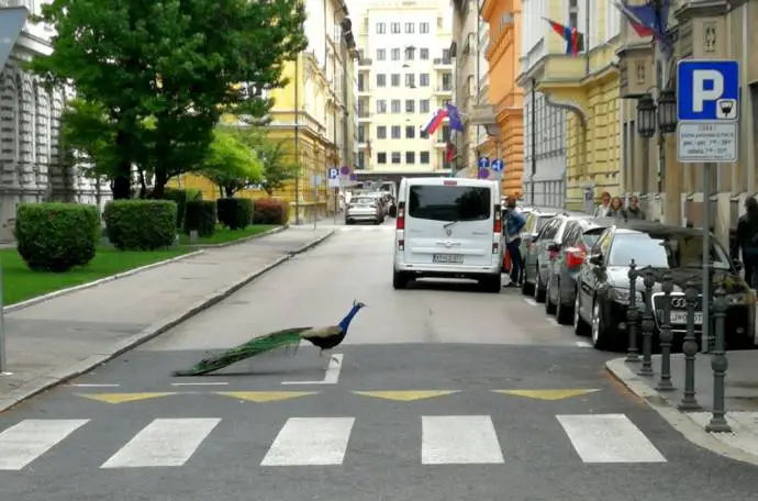 While photographed on Beethovnova ulica it’s near the Parliament building this proud fellow makes his home, where his calls and fine display often shock and delight.