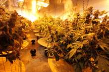 Growing medical cannabis in Oakland, California