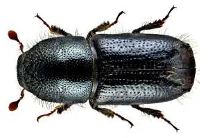 Ips amitinus Eichh., a kind of bark beetle that&#039;s common in Slovenia