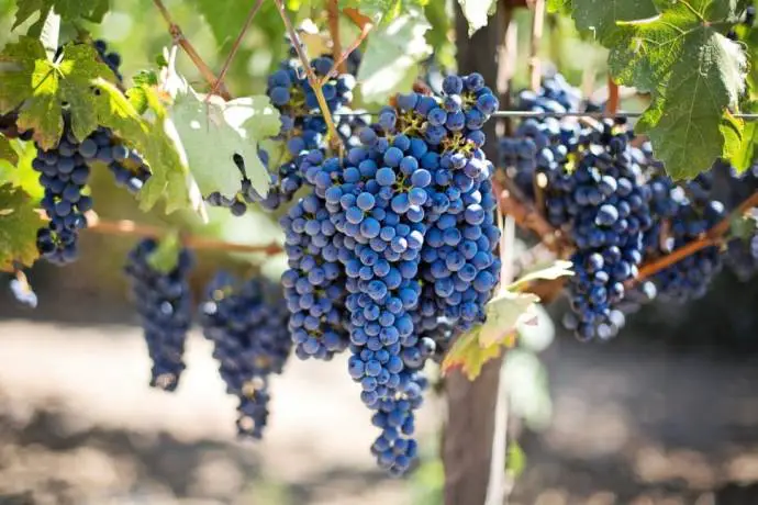 Record-Breaking Grape Harvest a Bonus for Slovenian Winemakers, Plus Huge Yields of Apples, Pears, Plums &amp; Berries