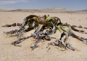 Welwitschia mirabillis