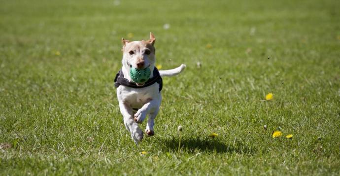 Your dog can run freely.