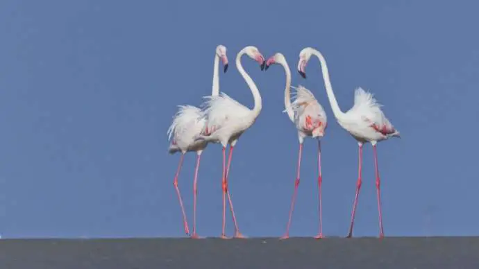 Greater Flamingos at Kutch, 2016